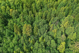 Fototapeta Na ścianę - summer forest top view drone, background green trees panorama landscape