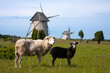 Old traditional windmills with white and black sheep on the pasture in Gotland, Sweden, Europe