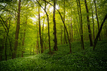  Bärlauchwald