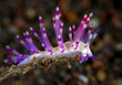 Coryphellina sp. - sea slug. Underwater macro world of Tulamben, Bali, Indonesia.
