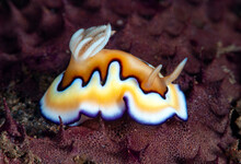 Goniobranchus Coi - Nudibranch (sea Slug) Feeding On A Sponge. Underwater Macro World Of Tulamben, Bali, Indonesia.	