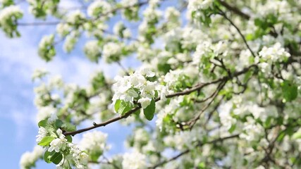White flowers on a branch of an apple tree against the blue sky. Spring flowering in the orchard. Nature background 