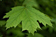 Bardzo zielony, żywy liść klonowy w aurze wiosennej