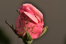 Pink Rose Bud Covered By Aphids Of Different Sizes