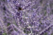 Biene im Lavendelfeld