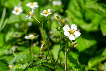 Wall Mural - Strawberry blossoms close-up