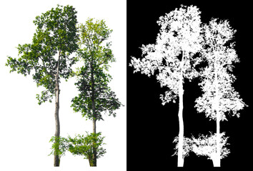 Poster - isolated tree on white background with clipping path