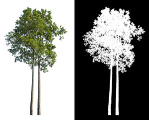 Poster - isolated tree on white background with clipping path