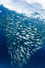 Wall Mural - A school of bigeye trevally