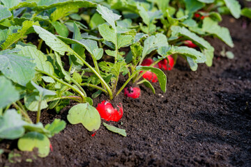 Wall Mural - red radish in the field during harvest