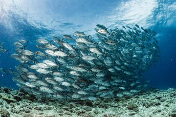 Poster - A school of bigeye trevally