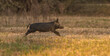 wild feral hog, pig or swine (sus scrofa) sow running in an open field in Florida