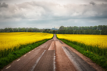 Rapeseed Field Either Side of the Road