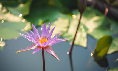 Wall Mural - violet lotus flower blossom or water lily blooming in pond with sunlight in garden outdoor nature.
