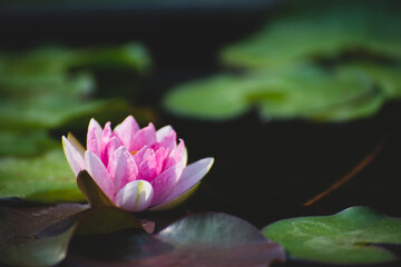 Wall Mural - pink lotus flower blossom or water lily blooming in pond with sunlight in garden outdoor nature.