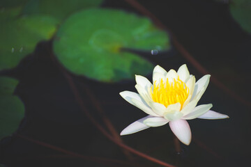 Wall Mural - yellow lotus flower blossom or water lily blooming in pond with sunlight in garden outdoor nature.