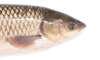 Poster - Cupid fish head isolated on white background.