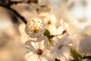 Wall Mural - Spring flowers blooming on a tree