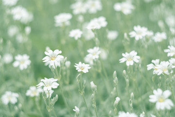Wall Mural - white little flowers cerastium. delicate nature background. selective soft focus.