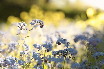 Wall Mural - Myosotis sylvatica in the forest at dawn