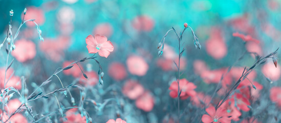 Wall Mural - flax pink flowers on a toned turquoise background. beautiful art image of nature. floral banner. sel