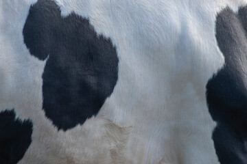 Wall Mural - Texture of a  Cow milk ,Real cow leather, White and black and brown spots.