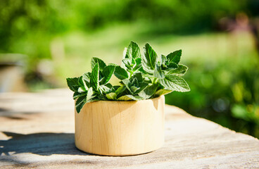 Fresh mint in a wooden plate in the summer garden.