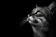 Gray Cat On A Dark Background, Beautiful Textured Fur.
