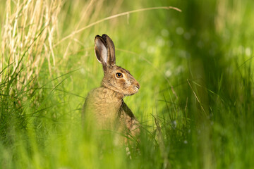 Wall Mural - calm european hare hiding in grass. hare during spring season. european nature.