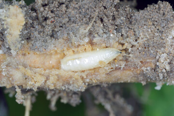 Larva of cabbage fly (also cabbage root fly, root fly or turnip fly) - Delia radicum on damaged root of oilseed rape (canola). It is an important pest of brassica plants such as broccoli, cauliflower 