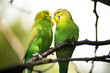 green budgerigar couple kissing and flirting on a branch