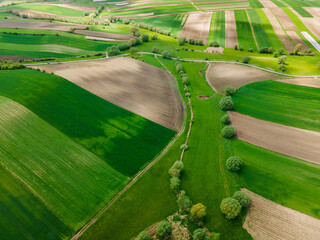 Wall Mural - Spring Colors in Farmfields with Fresh Crop Plants Growing. Drone Aerial View