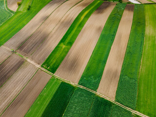 Wall Mural - GrowingCrop Plants in Fields. Agriculture Season at Farmland. Drone View