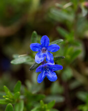 Blue Lithodora Flower With Rain Water Drops In Spring Garden