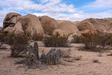 Joshua Tree National Park, CA, USA - December 30, 2012: Wide View On Bunch Of Beige Boulder Behind Greenish Shrub And Dead Mojave Yucca Under Blue Cloudscape.