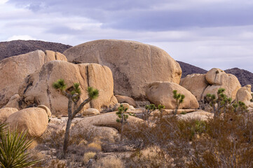 Joshua Tree National Park, CA, USA - December 30, 2012: Closeup of group of beige boulders with namesake tree and dried shrub in front under rain promising cloudscape.