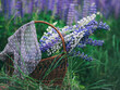 Lupine flowers are white and lilac in the basket. Summer Field of blooming Lupine