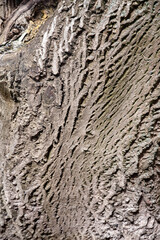 Wall Mural - Tree bark background. The rough texture of the tree bark. Natural creative texture for editing and design.