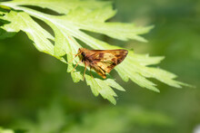 Zabulon Skipper Butterfly Lon Zabulon On A Green Leaf