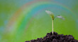 Plant and rainbow in the rain. The Sapling are growing from the soil with sunlight.