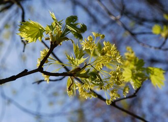 Wall Mural - Maple tree blossoming at spring