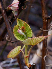 Wall Mural - buds and growing leaves of Aristolochia macrophylla climbing plant