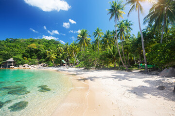 Wall Mural - tropical beach with coconut palm tree