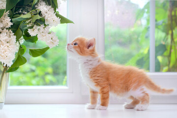 Poster - Cute red kitten sniffs lilac on the windowsill