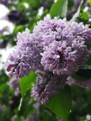 Wall Mural - Spring lilac in macro with raindrops. Flowers after rain. Blooming lilac. Violet, spring mood. 