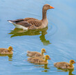 greylag goose or graylag goose (Anser anser) on a pond