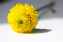 Beautiful Small Yellow Chrysanthemum Isolated On A Grey Blurry Background. Macro Shot Of Bright Spring Flower Petals. Yellow Mums Flowers Image. Amazing Natural Background. Flower Power Concept.
