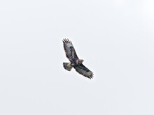 A Buzzard (buteo Buteo) Circling Around Against A Grey Sky On The Bank Of The River Calder In Wakefield, West Yorkshire