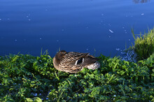 Sleeping Duck In The Grass By The Lake.