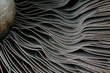 © Stacy Howell - Closeup of mushroom gills